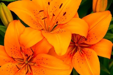 12348146_895314380546236_3662809252494061549_n